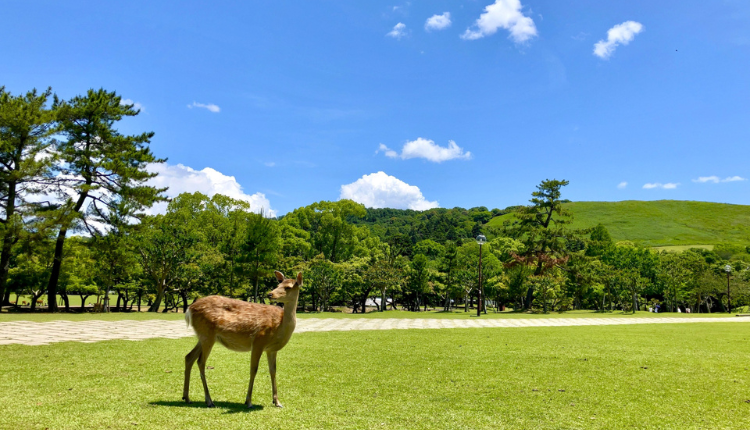 奈良県_補助金イメージ