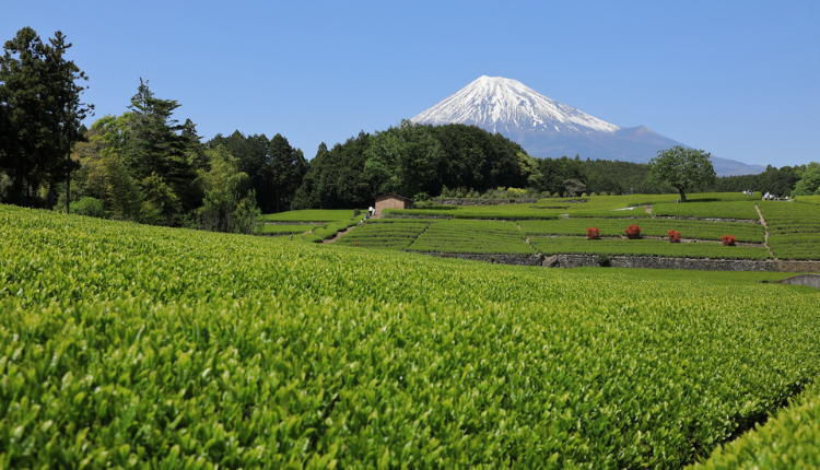 静岡県_補助金イメージ